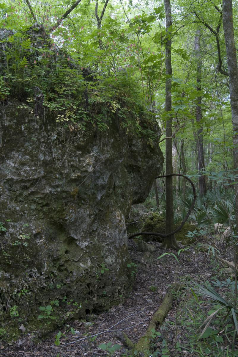 Limestone Outcrop